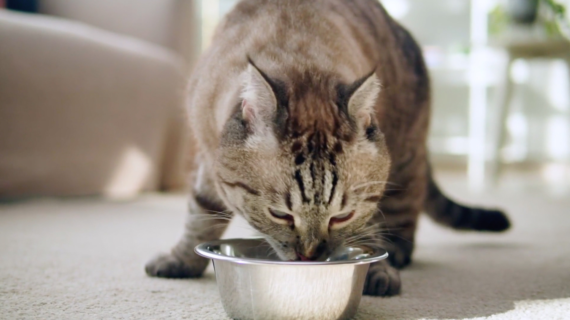 What Should Change About My Cat's Diet 