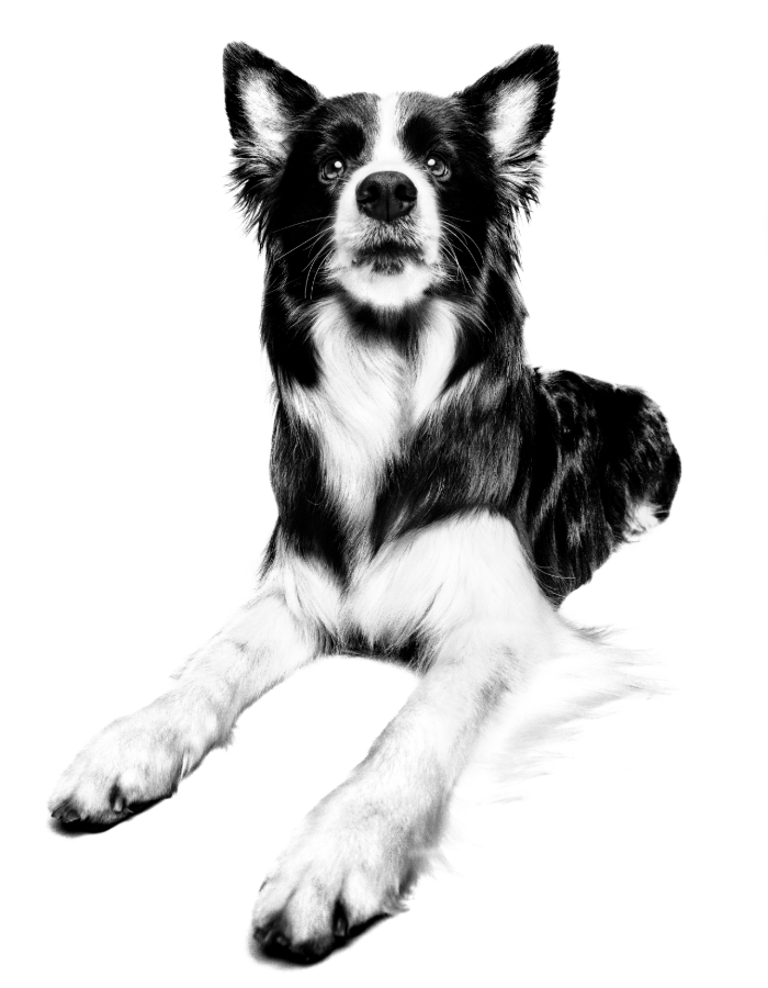 Veterinary Community | Royal Canin