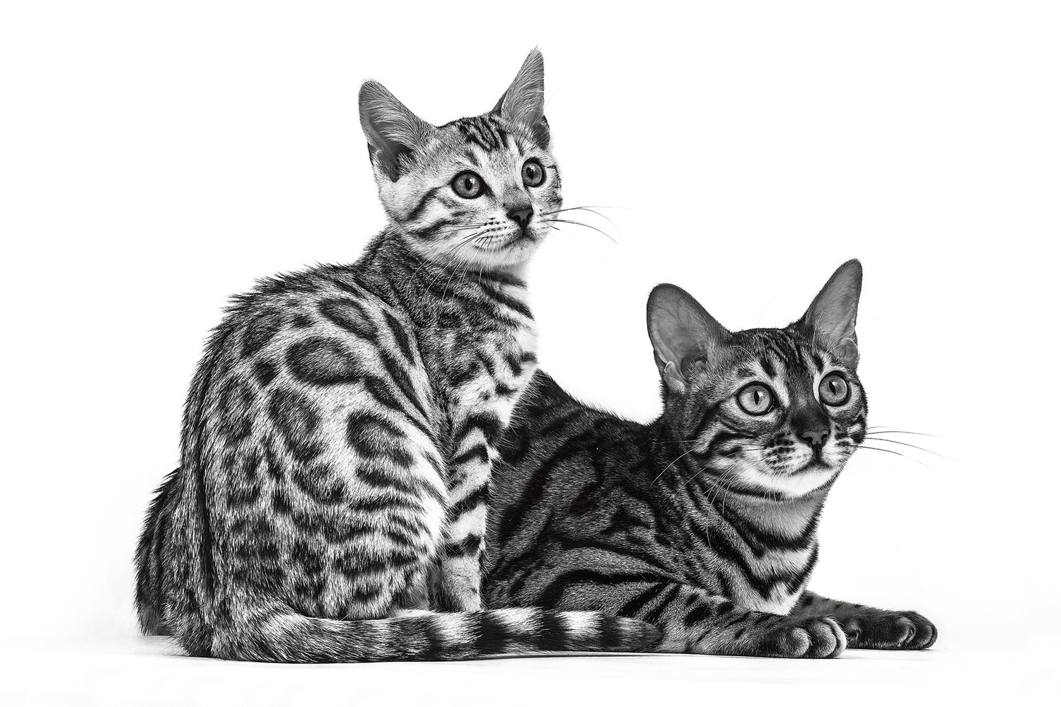 Cat Breeder Crown Credit Rewards Program | Royal Canin