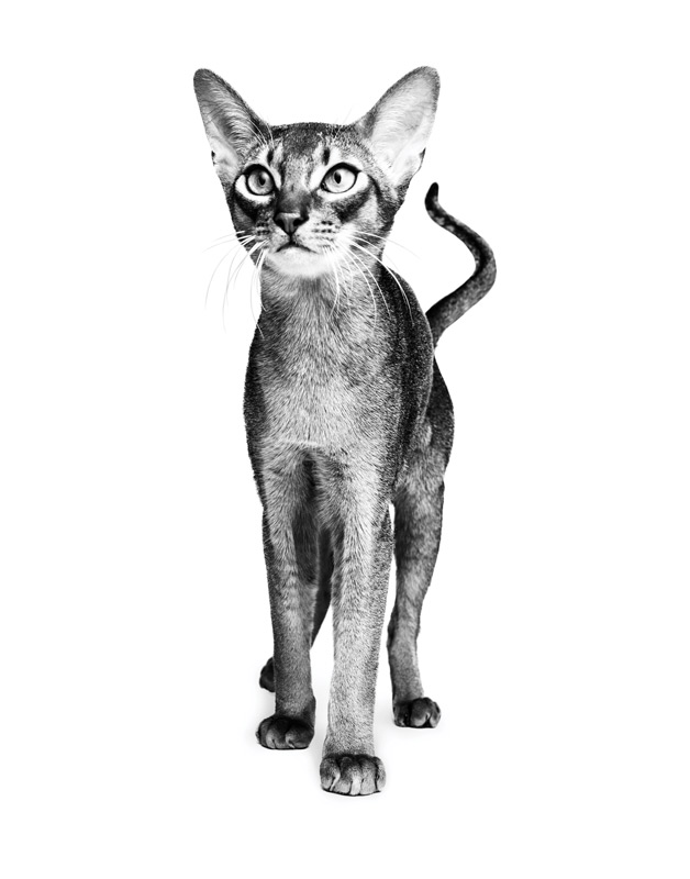 Crown Partners Rewards Program | Royal Canin