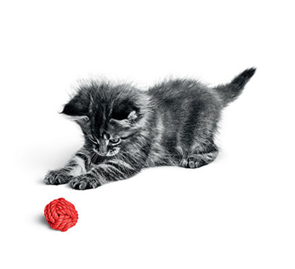 Feline Breeder Promotions | Royal Canin