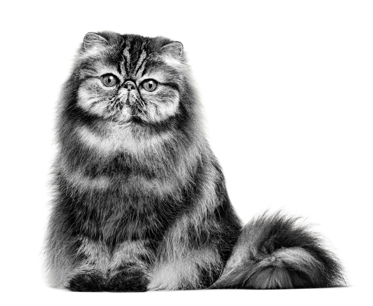 Veterinary Community | Royal Canin