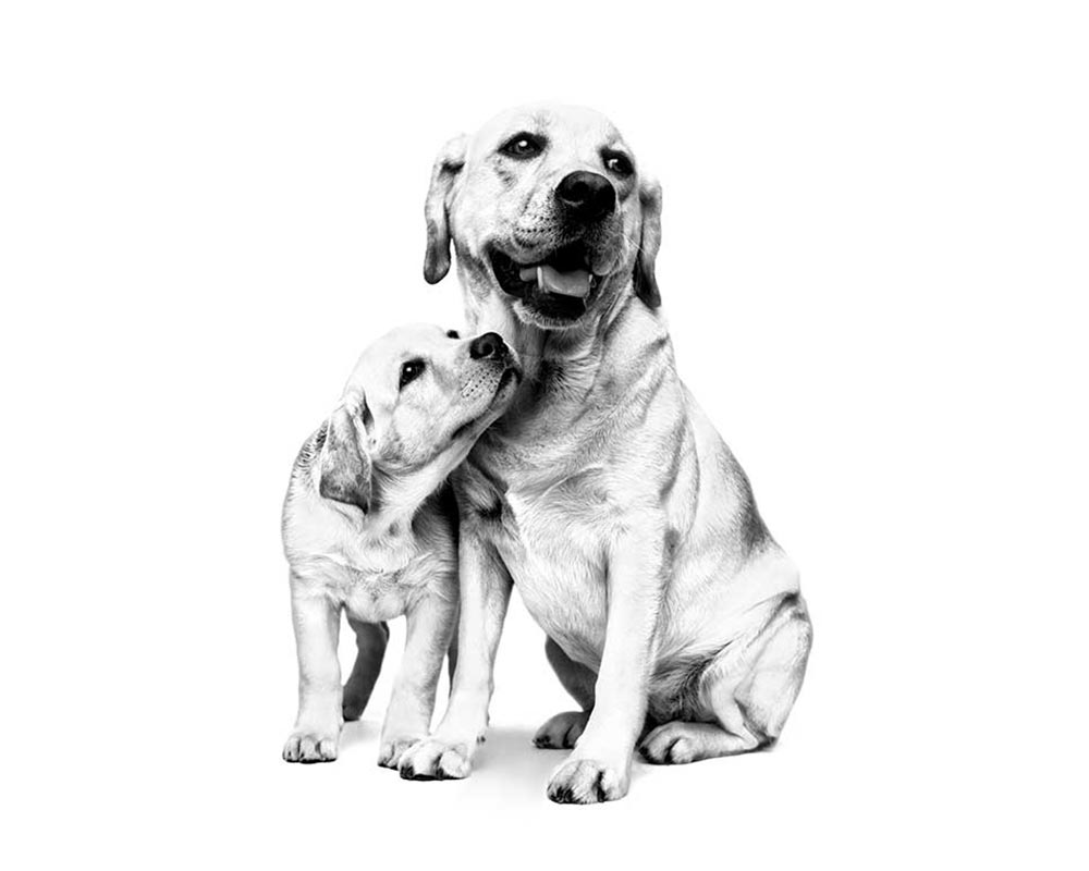 Cat & Dog Breeder Crown Credit Rewards Program | Royal Canin