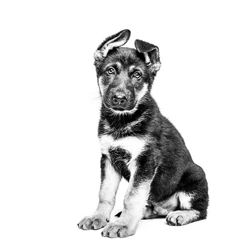 Sign Up | Royal Canin