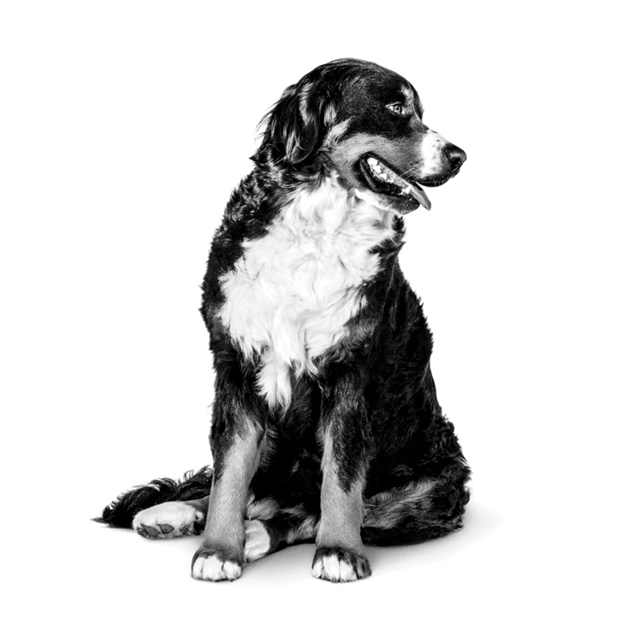 Cat & Dog Feeding Programs | Royal Canin