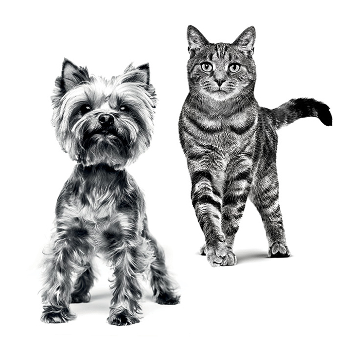 Black and white cat and dog: see front of vet detailer (yorkie and European shorthair