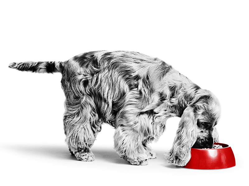 Derm Veterinary Pet Food Formulas | Royal Canin