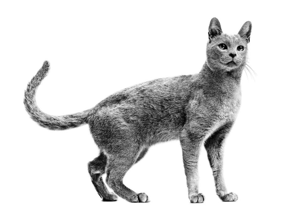 Veterinary Community | Royal Canin