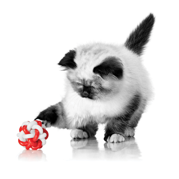 Cat & Dog Feeding Programs | Royal Canin