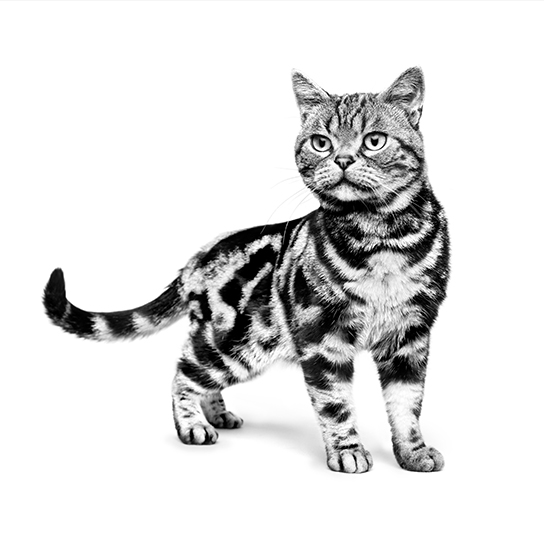 Black and white Cat image