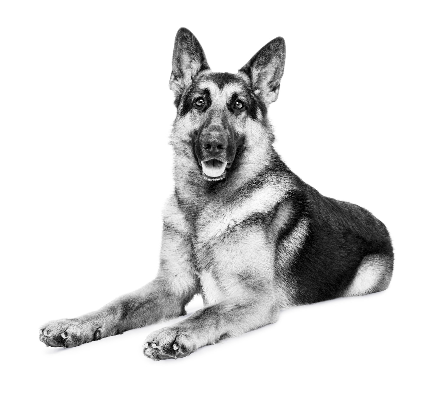 Breeder Customer Program Benefits | Royal Canin