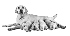 Royal canin ht42d large dog cheap