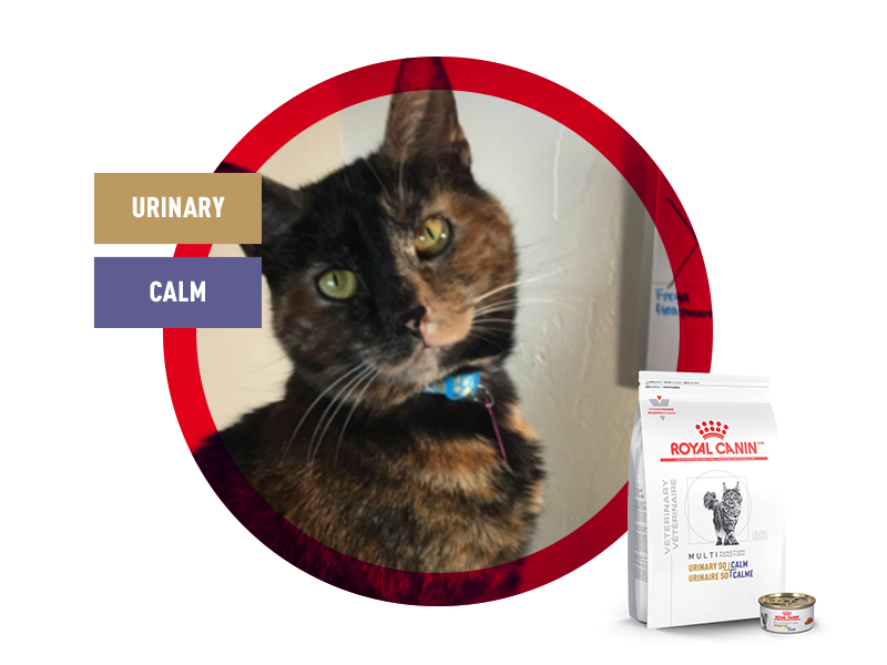 Royal canin urinary outlet calm cat food