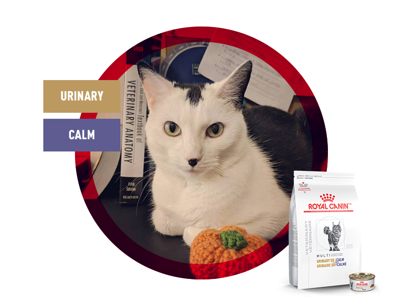 Royal canin urinary shop calm cat food