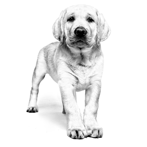 Birth & Growth Dog Food | Royal Canin