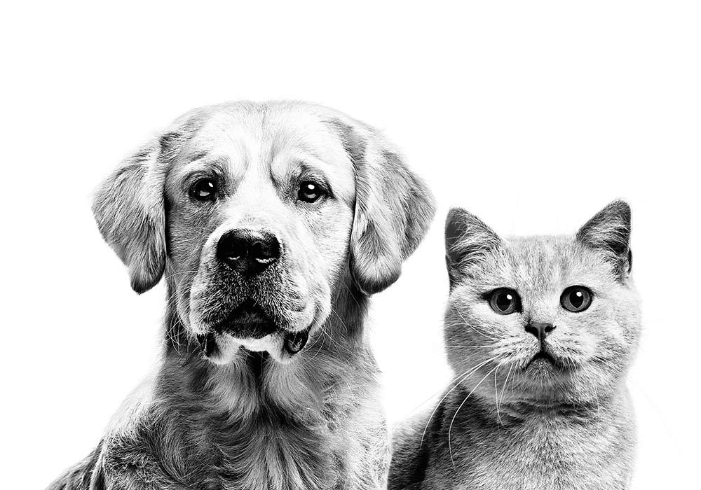Veterinary Formulas for Cats and Dogs | Royal Canin 